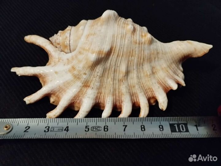 Ракушка морская