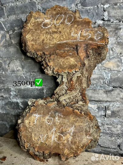 Слэбы-Капы горного тополя