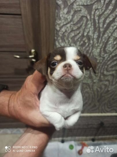 Щенки чихуахуа