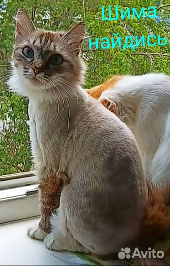 Невская маскарадная потерялась во втором И