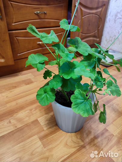 Герань пеларгония цветущее растение