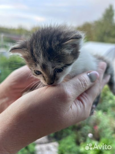 Котята