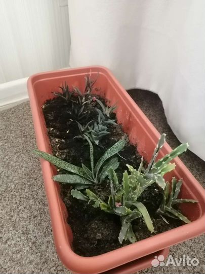 Суккуленты набор