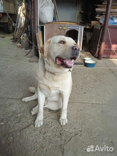 Лабрадор для вязки
