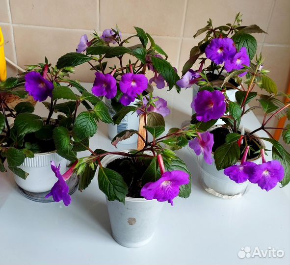 Цветущие ахименесы