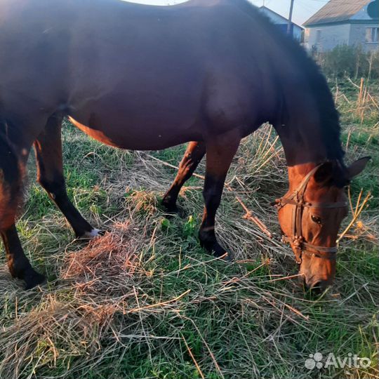 Продам лошадь кобылу возраст 4 года цена 150000