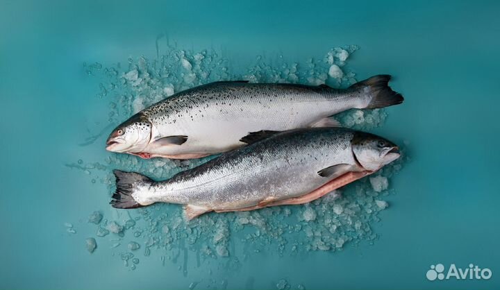 Лосось охлажденный, с головой, потрошеный, весовой