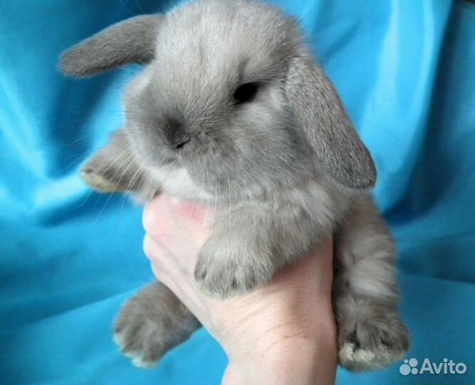 Декоративные кролики вислоухие