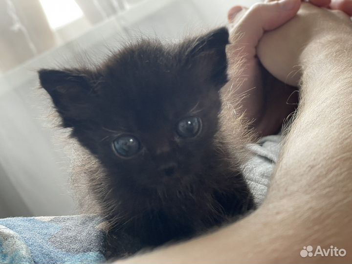 Кошки в добрые руки бесплатно