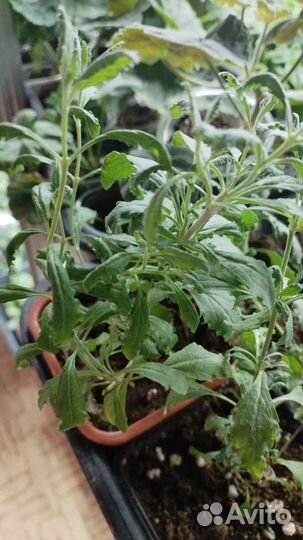 Перовския лебедолистная многолетняя, неприхотливая