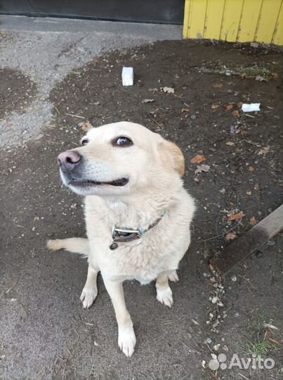 Спасите собачку