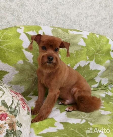 Стрижка и тримминг собак