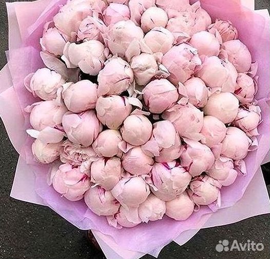 Пионы Цветы Доставка