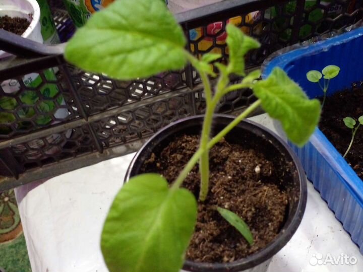 Рассада помидор и перцев и капуста