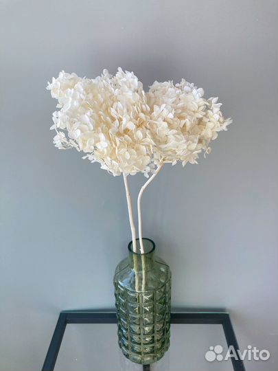 Гортензия сухоцвет