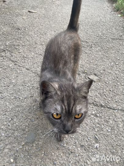 Кошка в дар