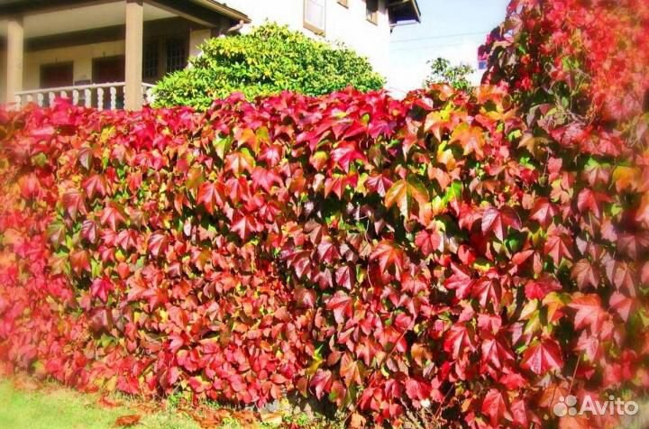 Девичий виноград