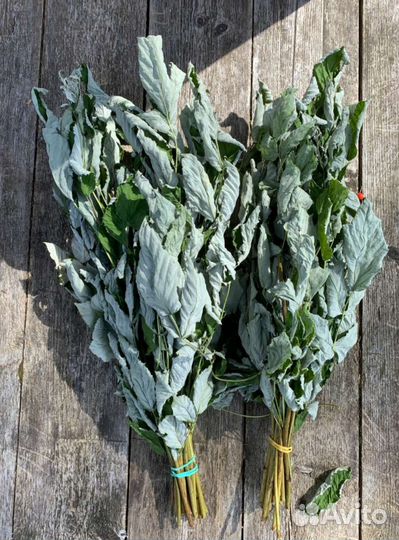 Травы для шиншилл и дегу