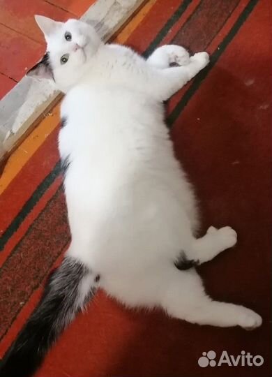 Отдам в добрые руки