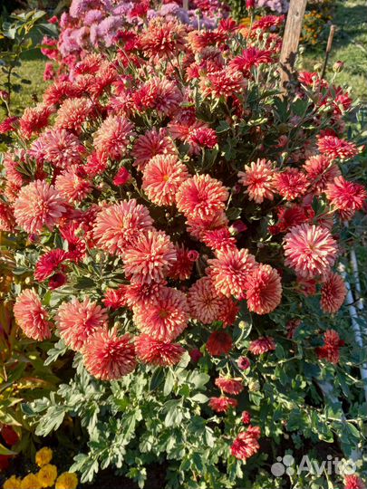 Многолетние садовые цветы