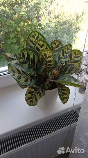 Калатея макояна