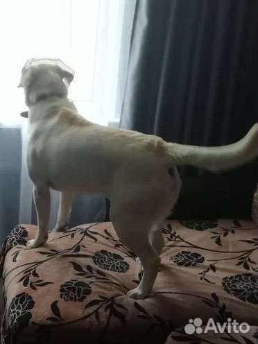 Кобель лабрадора вязка