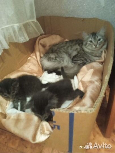 Котики в дар
