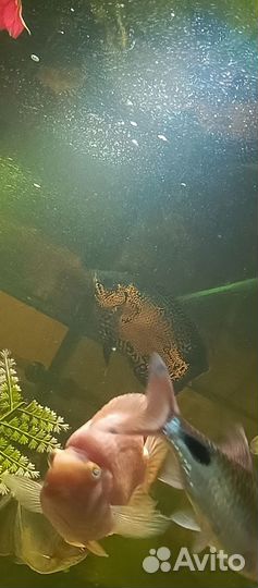 Астранотус