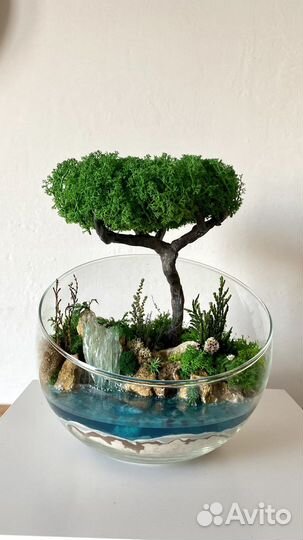 Моссариум - не требует ухода