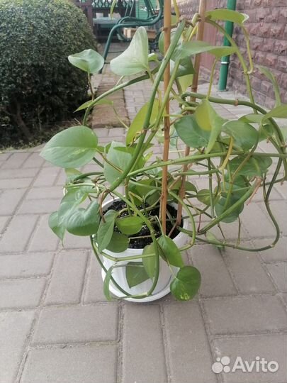 Сциндапсус