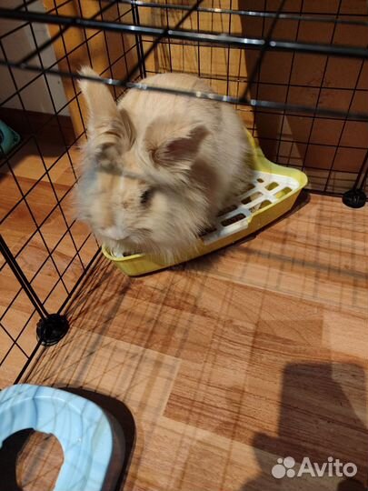 Карликовый кролик