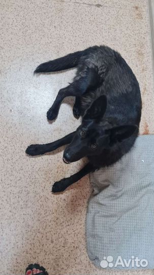 Собака в добрые руки