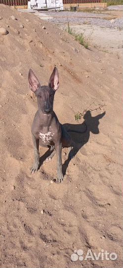 Щенки Ксолоитцкуинтли