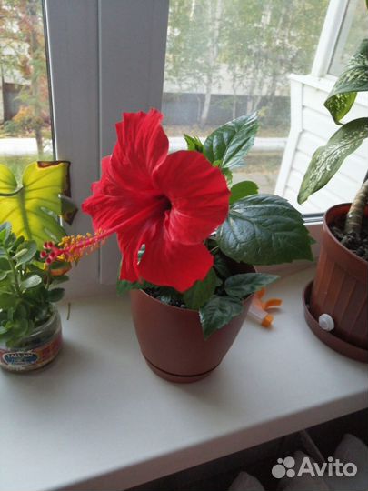 Гибискус китайская роза