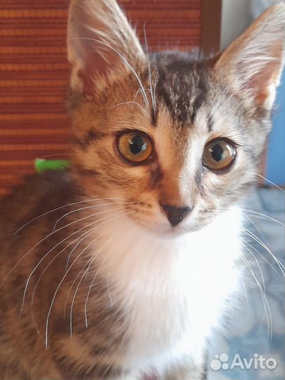 Котята возраст 3 месяца ищут дом