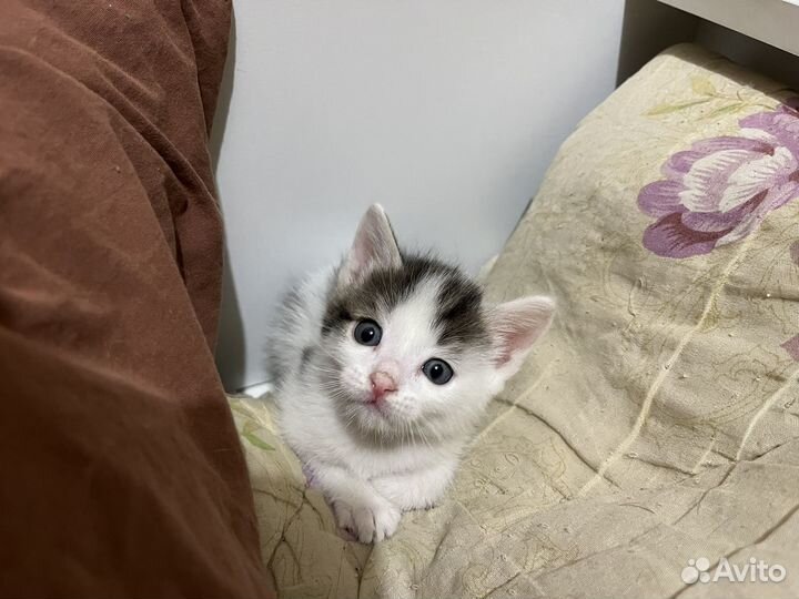 Котята бесплатно