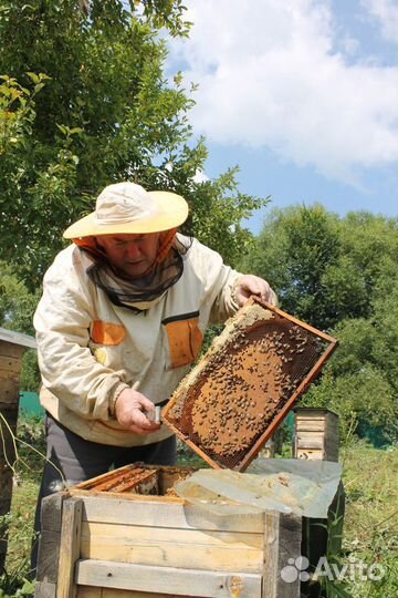 Продам пчёл