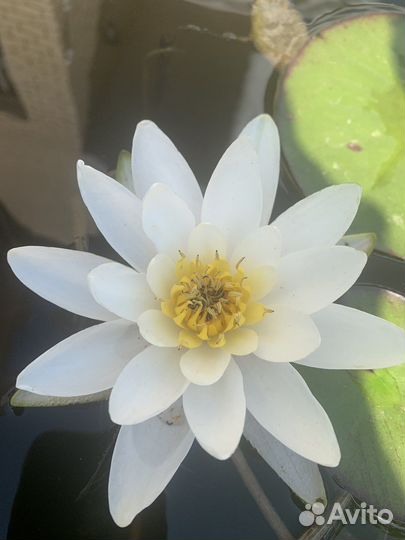 Лилия водные