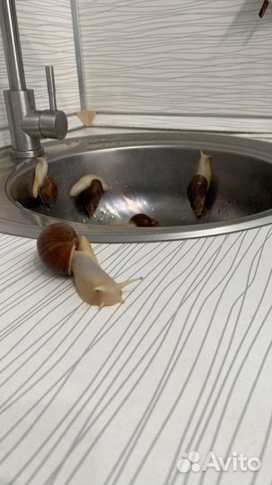 Улитки ахатины