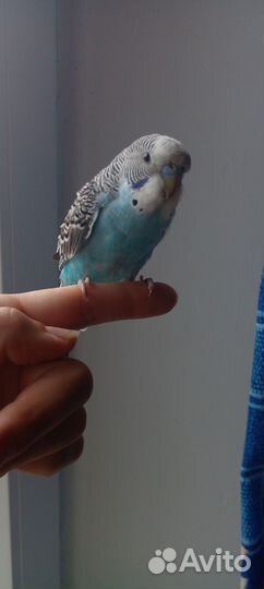 Молодые попугайчики