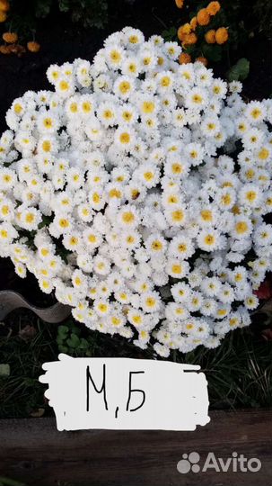 Укорененые черенки