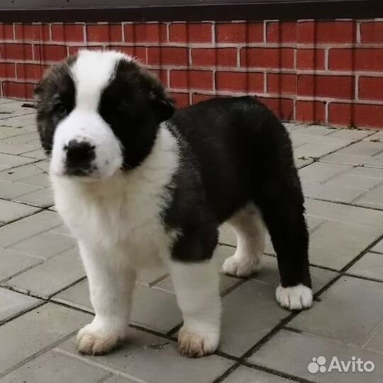 Щенки кавказского волкодава