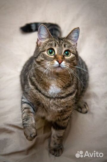 Маленькая кошечка Катя