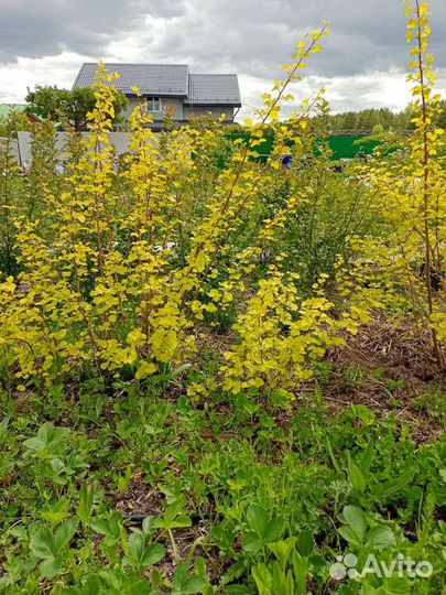 Декоративные кустарники