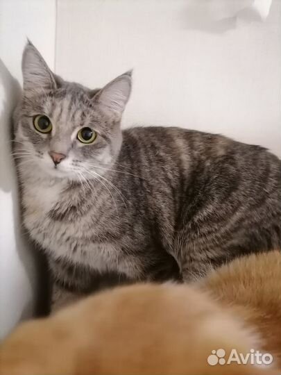 Кошечка-подросток в добрые руки