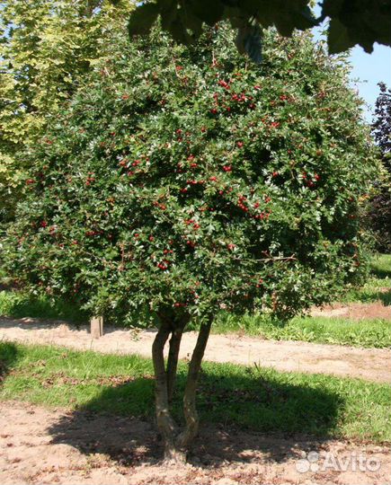 Саженцы плодово- ягодные