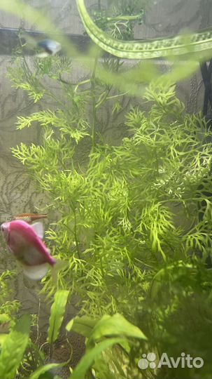 Аквариумные растения прополка. Мох и папоротник