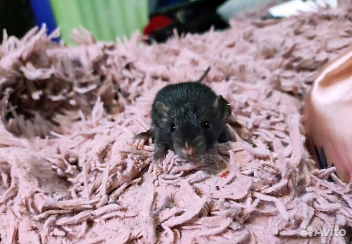 Декоративная крыса