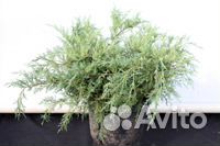 Можжевельник, тис, тсуга, туевик, микробиота