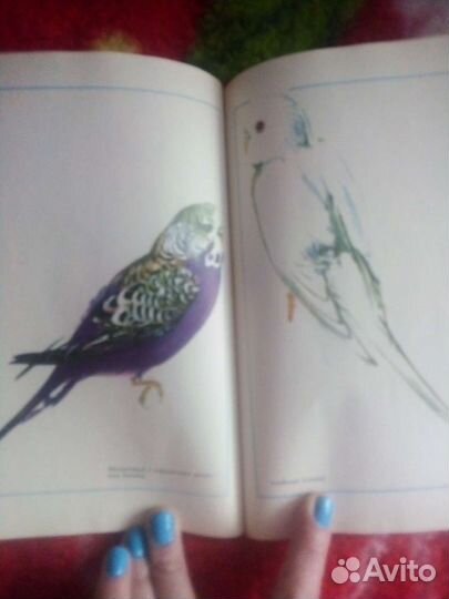 Книга Разведение попугайчиков